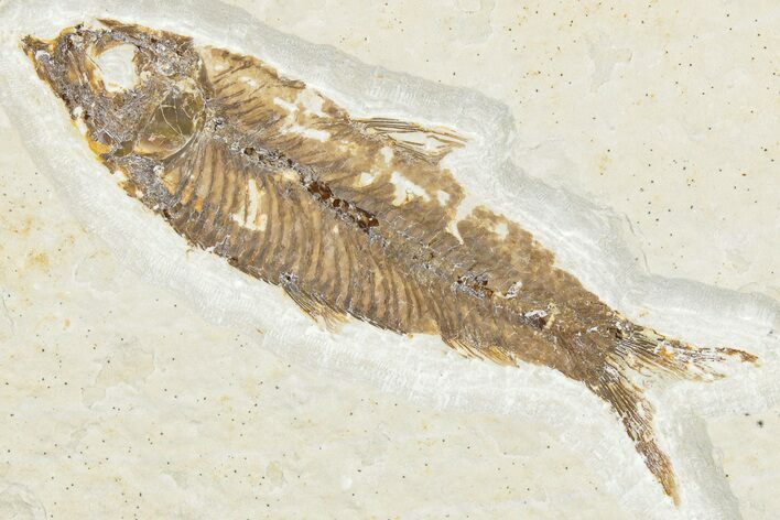Detailed Fossil Fish (Knightia) - Wyoming #322571